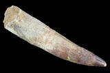 Bargain, Spinosaurus Tooth - Composite Tooth #89120-1